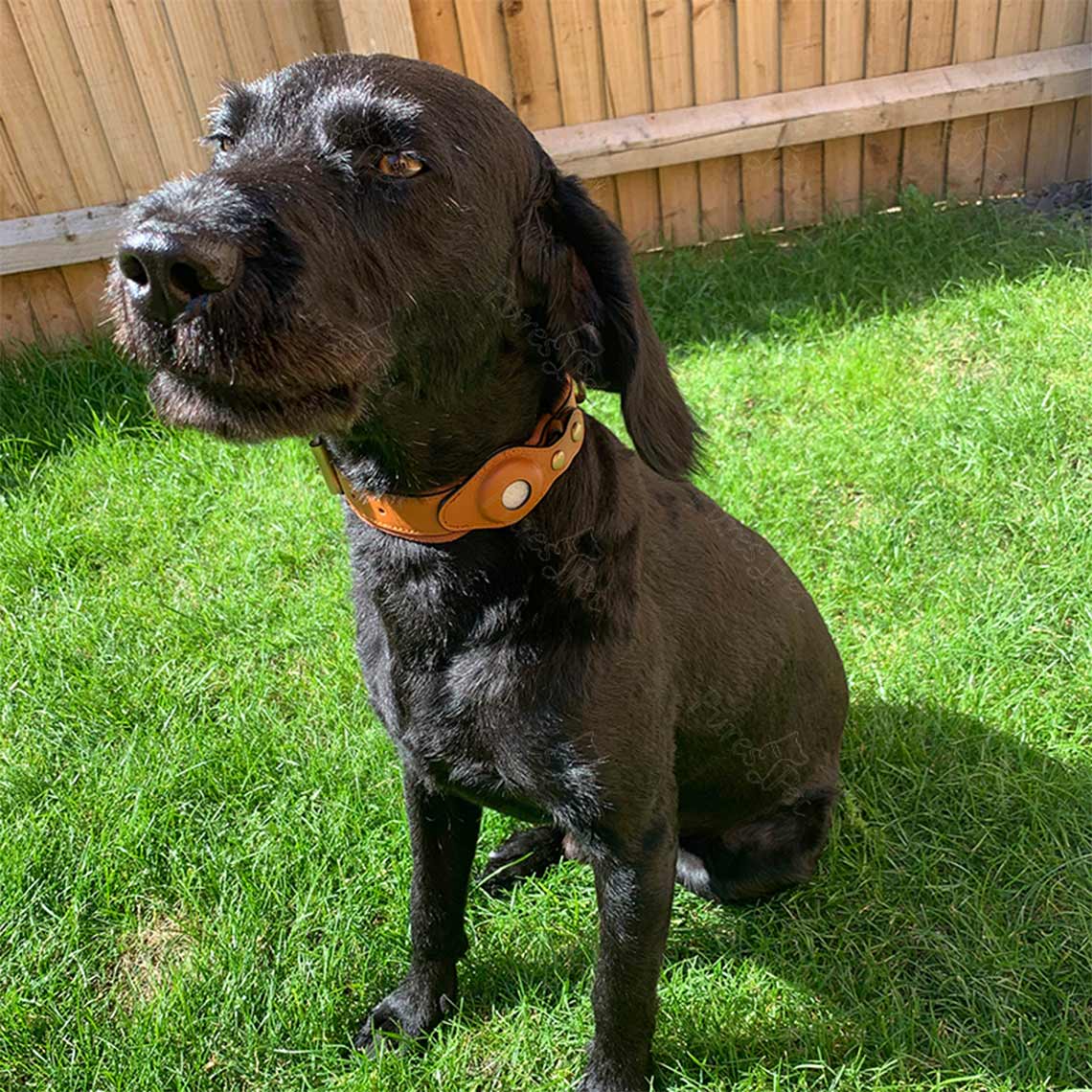 Genuine Leather Airtag Dog Collar and Leash Set - Image 5